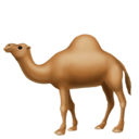 Camel